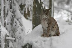 In freier Wildbahn wird man Luchs ...