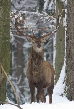 ... und Rothirsch nur selten zu Gesicht bekommen. Beobachten kann man die Tiere jedoch in den Tier-Freigeländen des Nationalparks. Fotos: Rainer Simonis