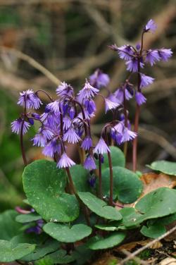 ... oder die violette Soldanelle beglücken Frühlingswanderer mit ihrer Farbenpracht. Fotos: Daniela Wimmer, Rainer Simonis