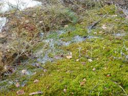 Während sich noch die letzten Schneereste in der nassen Kleinen Au halten, beginnen die Torfmoose bereits zu wachsen und das Moor wieder in Grüntöne zu tauchen. Foto: Claudia Schmidt