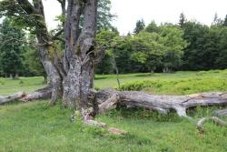 Der Erlebnisweg „Schachten und Filze“ führt auch auf den Kohlschachten. Beeindruckend sind die knorrigen, oft viele Jahrhunderte alten Schachtenbäume.