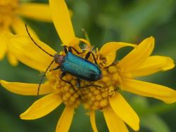 An Totholz in Waldlücken sowie an den Gewässern im Nationalparkgebiet konnten 2168 Käferarten nachweisen werden - unter anderem der Blaubock. Foto: Franz Leibl