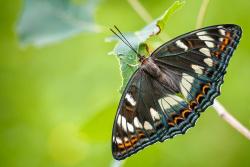 Der Große Eisvogel ist ein Schmetterling mit zweierlei Erscheinung: Die oberen Flächen der Flügel sind größtenteils dunkel, ... (Foto: Rainer Simonis)