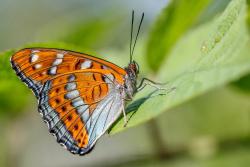 ... während die unteren Seiten der Flügel sehr hell daherkommen. (Foto: Rainer Simonis)