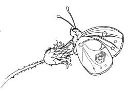 Hochmoorgelbling. Illustration: Susanne Zuda