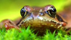 Einblicke in die wilde Natur zeigt der Film von Julia Piser - zu sehen ist unter anderem dieser Frosch.