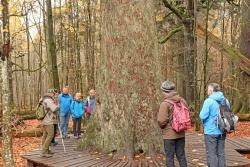 Einer der Höhepunkte der neuen Tour ist die über 50 Meter hohe Waldhaustanne. Foto: Teresa Schreib