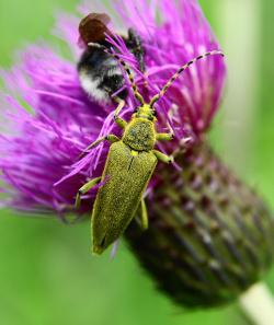 Über 2000 Arten an Käfern sind in der Sammlung von Fridolin Apfelbacher in der Touristinfo in Spiegelau zu sehen. (Foto: Rainer Simonis / Nationalpark Bayerischer Wald)
