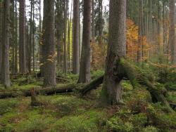 Bäume jeder Größe und jeden Alters stehen im Kubany-Urwald. Foto: Pavel Hubený
