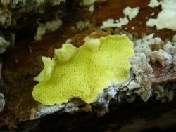 Zitronengelbe Tramete: Sie zählt zu den gefährdeten Pilzarten und findet im Kubany einen Lebensraum: die zitronengelbe Tramete. Foto: Heinrich Holzer