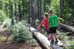 Beim Balancieren auf einem Baumstamm den Gleichgewichtssinn trainieren.