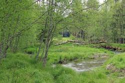 Gemächlich schlängelt sich der Kolbersbach bei Ludwigsthal durch im Bayerald seltene Grau-erlen. Foto: Fabian Wirth