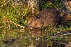 Den Biber selbst bekommt man hingegen selten zu Gesicht, schließlich ist er hauptsächlich in der Nacht aktiv. Foto: Rainer Simonis