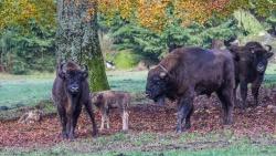 Zum Abschluss der Führung gibt’s noch einen Abstecher zum Wisent-Gehege im Neuschönauer Tier-Freigelände. Foto: Rainer Simonis