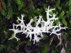 Kandelaber-Byssuskoralle (Lentaria afflata). Foto: Peter Karasch