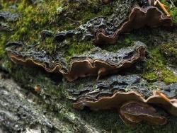 Dunkelgezonter Feuerschwamm (Phellinus nigrolimitatus). Foto: Peter Karasch