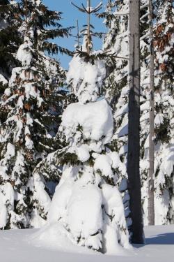 Wenn sich der Schnee über die Landschaft legt, kann er ganze Bäumchen unter sich vergraben. Foto: Gregor Wolf