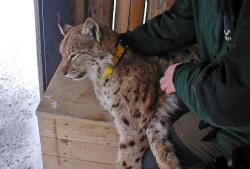 Luchsmonitoring mit Hilfe von besenderten Tieren. Foto: Heinrich Rall