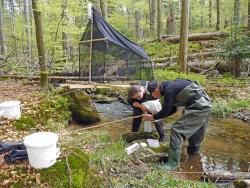 Gewässerbeprobung an einem Bergbach. Foto: Matthias Rawohl