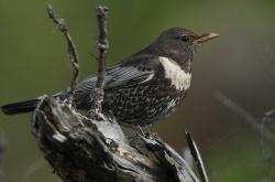 Verlierer des Klimawandels: Die Ringdrossel. Foto: Rainer Simonis