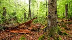 Waldwildnis im Nationalpark Bayerischer Wald. Foto: Rainer Simonis