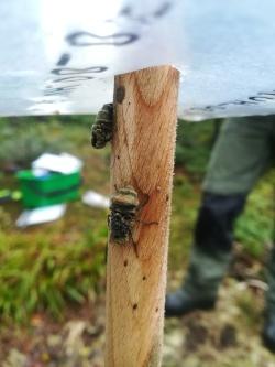 Vom Fliegentöter-Pilz befallene Insekten. Foto: Christian von Hoermann