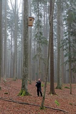 Helmut Hackl beim Brutkasten-Monitoring. Foto: Gregor Wolf