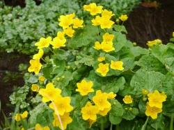 Sumpfdotterblume (Foto: Teresa Schreib / Nationalpark Bayerischer Wald)