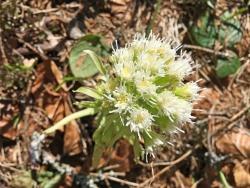 Weiße Pestwurz (Foto: Elke Ohland / Nationalpark Bayerischer Wald)