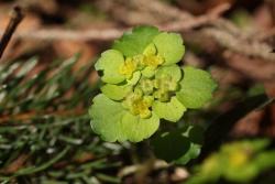 Wechselblättriges Milzkraut (Foto: Christoph Heibl / Nationalpark Bayerischer Wald)