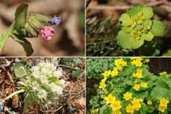 Echtes Lungenkraut, Wechselblättriges Milzkraut, Weiße Pestwurz und Sumpfdotterblume sprießen im Nationalpark schon im Frühling. Fotos: Christoph Heibl, Teresa Schreib, Elke Ohland