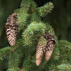 Rätselblatt zu Bäumen und Sträuchern Fichte (Foto: Rainer Simonis / Nationalpark Bayerischer Wald)