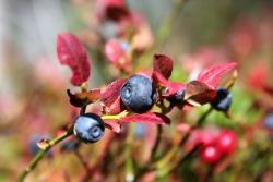 Heidelbeere (Foto: Anette Gaisbauer / Nationalpark Bayerischer Wald)