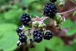 Brombeere (Foto: Anette Gaisbauer / Nationalpark Bayerischer Wald)