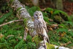 Habichtskauz (Foto: Michael Pscheidl/Nationalpark Bayerischer Wald