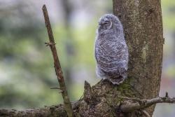 Junger Waldkauz (Foto: Rainer Simonis/Nationalpark Bayerischer Wald)