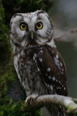 Raufußkauz (Foto: Rainer Simonis/Nationalpark Bayerischer Wald)