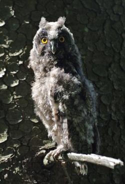 Junge Waldohreule (Foto: Rainer Simonis/Nationalpark Bayerischer Wald)