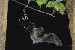 Mopsfledermaus (Foto: Dietmar Nill / Nationalpark Bayerischer Wald)