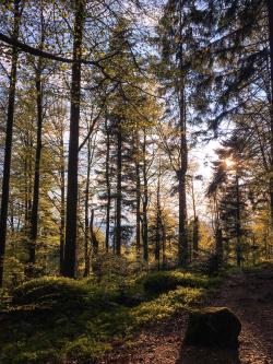 Eine meditative Wanderung in Zusammenarbeit mit dem Männerreferat der Diözese Passau gibt’s am Mittwoch, 2. Mai 2018. (Foto: Sandra Schrönghammer)