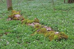 Eine faszinierende Frühlingswanderung durch das bayerisch-böhmische Grenzgebiet gibt’s am Samstag, 5. Mai 2018. (Foto: Gregor Wolf – Freigabe nur in Verbindung mit dem Veranstaltungshinweis)