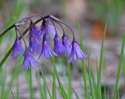 Den erwachenden Frühling erleben kann man bei der Wanderung  am Samstag, 12. Mai, mit Dr. Franz Leibl, dem Leiter der Nationalparkverwaltung Bayerischer Wald. (Foto: Gregor Wolf – Freigabe nur in Verbindung mit dem Veranstaltungshinweis)