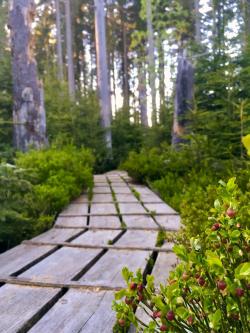 Mit einer meditativen Wanderung auf dem Aufichtenwaldsteg startet die Führungsreihe Nationalpark und Schöpfung in die Sommersaison. (Foto: Sandra Schrönghammer/Nationalpark Bayerischer Wald)