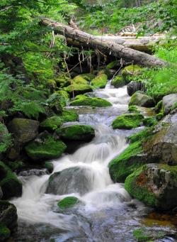 Wasser ist ein prägendes Element für die natürlichen Lebensgemeinschaften im Nationalpark.  Nun widmet sich ein Film diesem Thema. (Foto: Rainer Simonis / Nationalparkverwaltung Bayerischer Wald – Freigabe nur in Verbindung mit dem Veranstaltungshinweis)