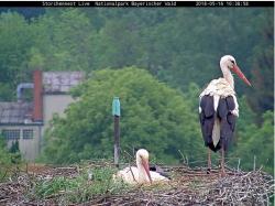 Die Storchendame, die im Nest auf dem Dach der Grafenauer Nationalparkverwaltung brütet, ist das gleiche Weibchen, das auch schon im vergangenen Jahr da war. (Screenshot: Annette Nigl / Nationalparkverwaltung Bayerischer Wald)