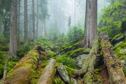 Durch die Urwälder beim Höllbachgespreng führt eine Wanderung am Samstag, 26. Mai. (Foto: Rainer Simonis/Nationalpark Bayerischer Wald)