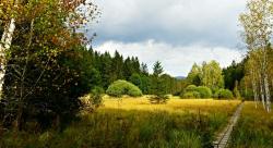 Bildunterschrift: Mit der erfahrenen Waldführerin Claudia Melch geht es am 27. Mai gemütlich durch den Großen Filz. (Foto: Sandra de Graaf/Nationalpark Bayerischer Wald)