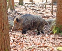 Vorbei an den Wildschweinen im Tierfreigelände führt die Tour mit den Tierpflegern am Samstag, 2. Juni. (Foto: Gregor Wolf /Nationalpark Bayerischer Wald)