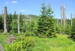 Zu den Windwurfflächen im Falkensteingebiet führt eine Wanderung am 9. Juni. (Foto: Rainer Simonis/Nationalpark Bayerischer Wald)