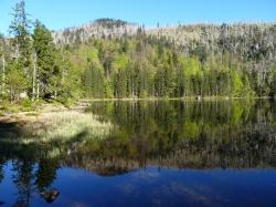 Der Rachelsee, eiszeitlicher Karsee und zugleich der stillste Bayerwaldsee, ist Ziel der Wanderung am Samstag, 16. Juni. (Foto: Dr. Franz Leibl / Nationalpark Bayerischer Wald)